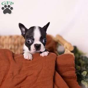 Wilma (Tiny), Boston Terrier Puppy